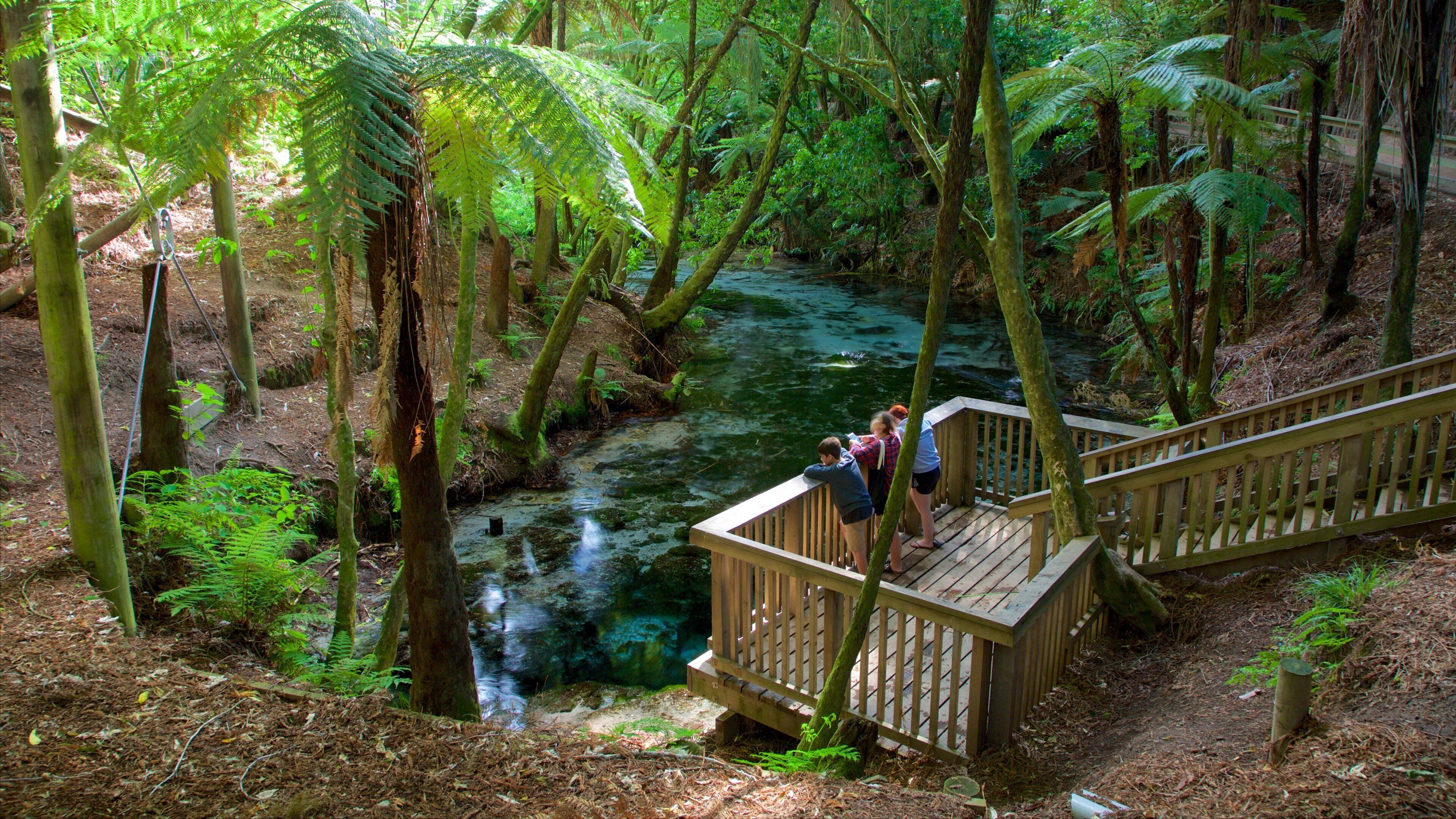 Hamurana Springs