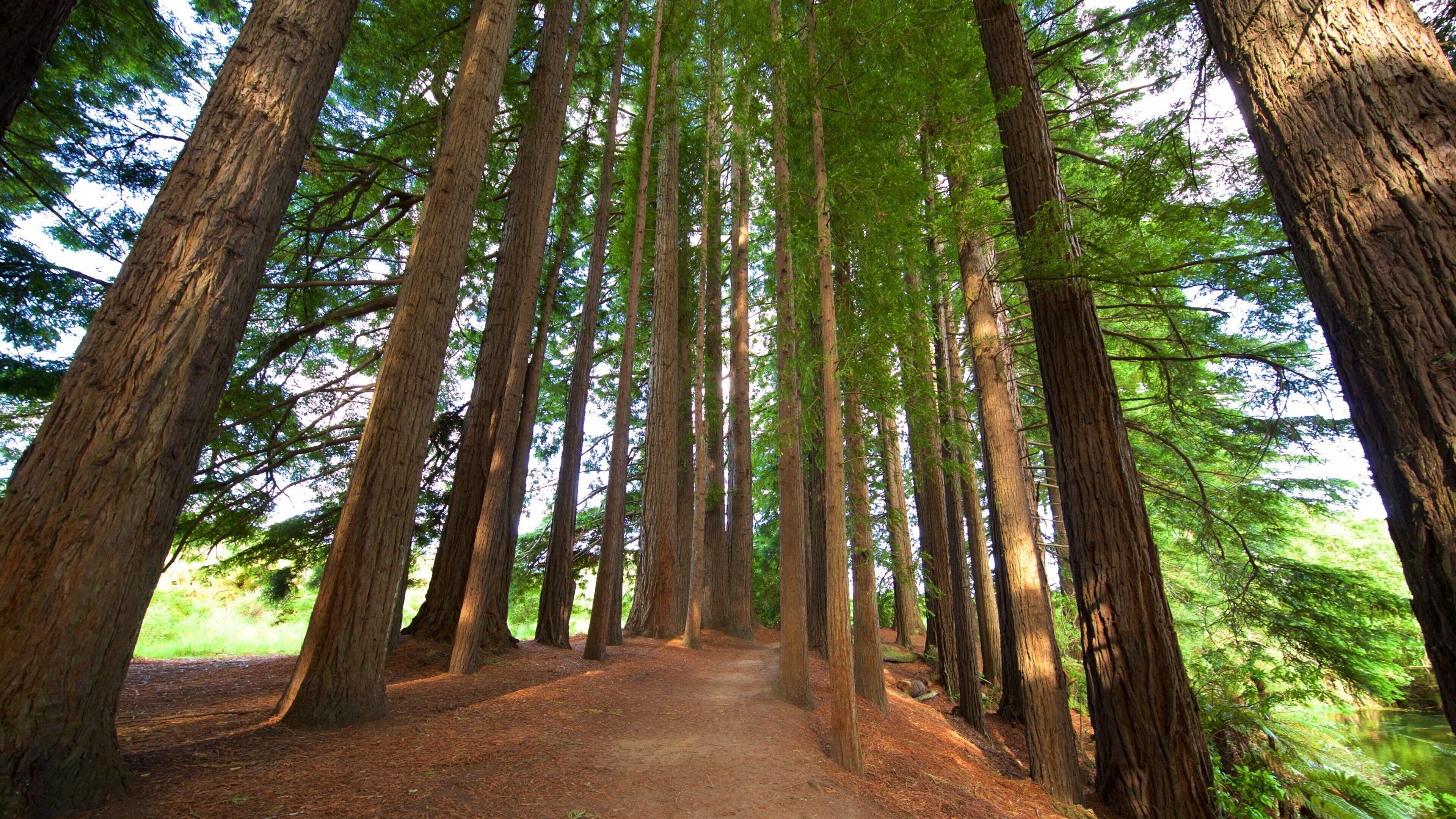 A forest with tall trees and a dirt path.