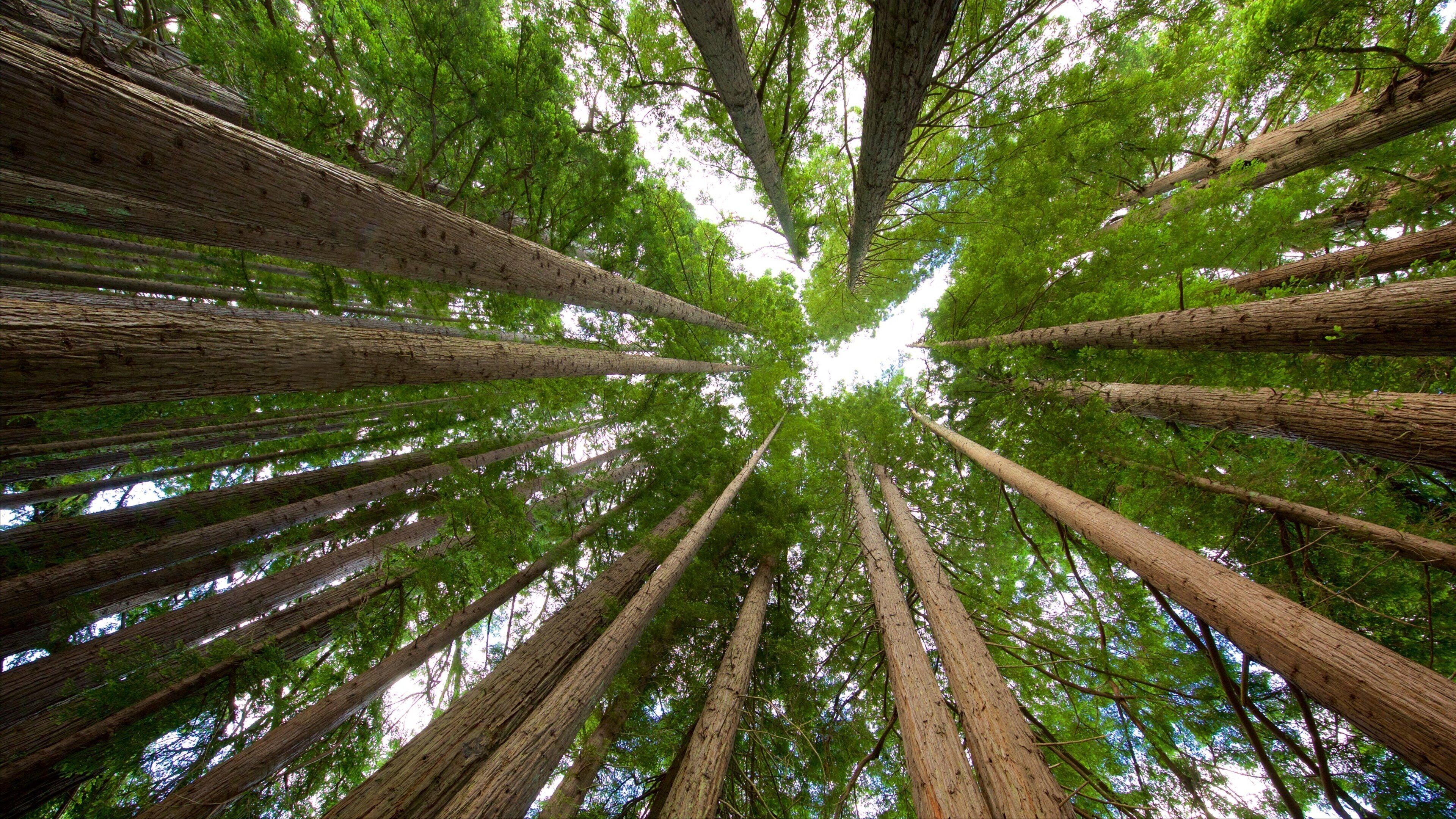 Hamurana which includes forests