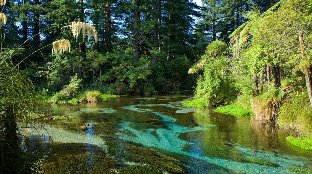 Hamurana which includes a river or creek and forests