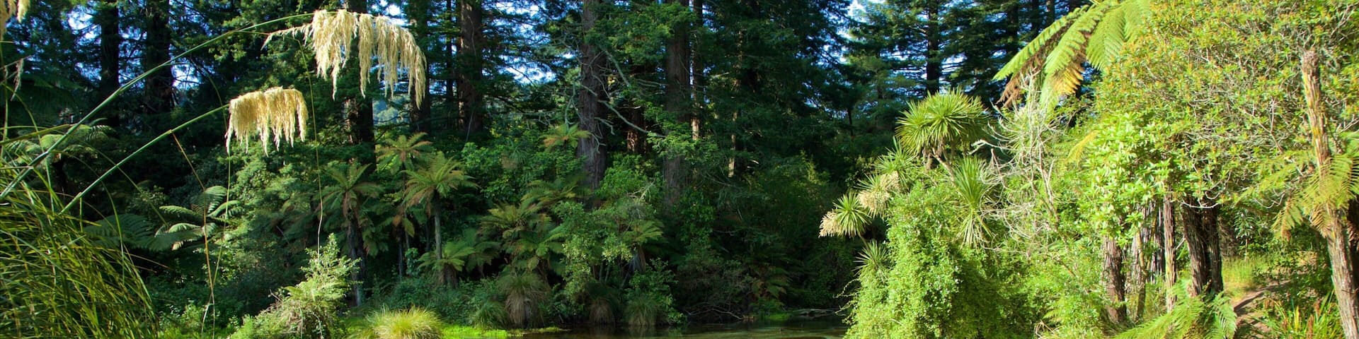 Hamurana mettant en vedette scĂšnes forestiĂšres et riviĂšre ou ruisseau
