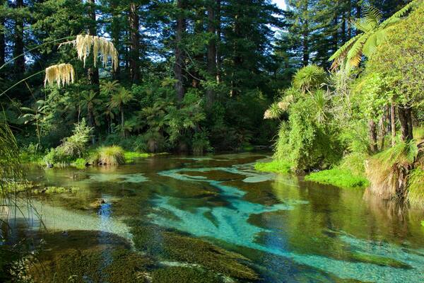 Hamurana mettant en vedette scĂšnes forestiĂšres et riviĂšre ou ruisseau