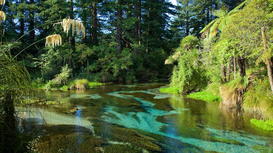 Hamurana das einen Fluss oder Bach und Waldmotive