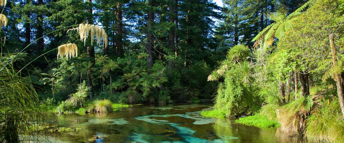 A river with clear water surrounded by dense forest and ferns.