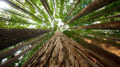 Hamurana Springs featuring forests