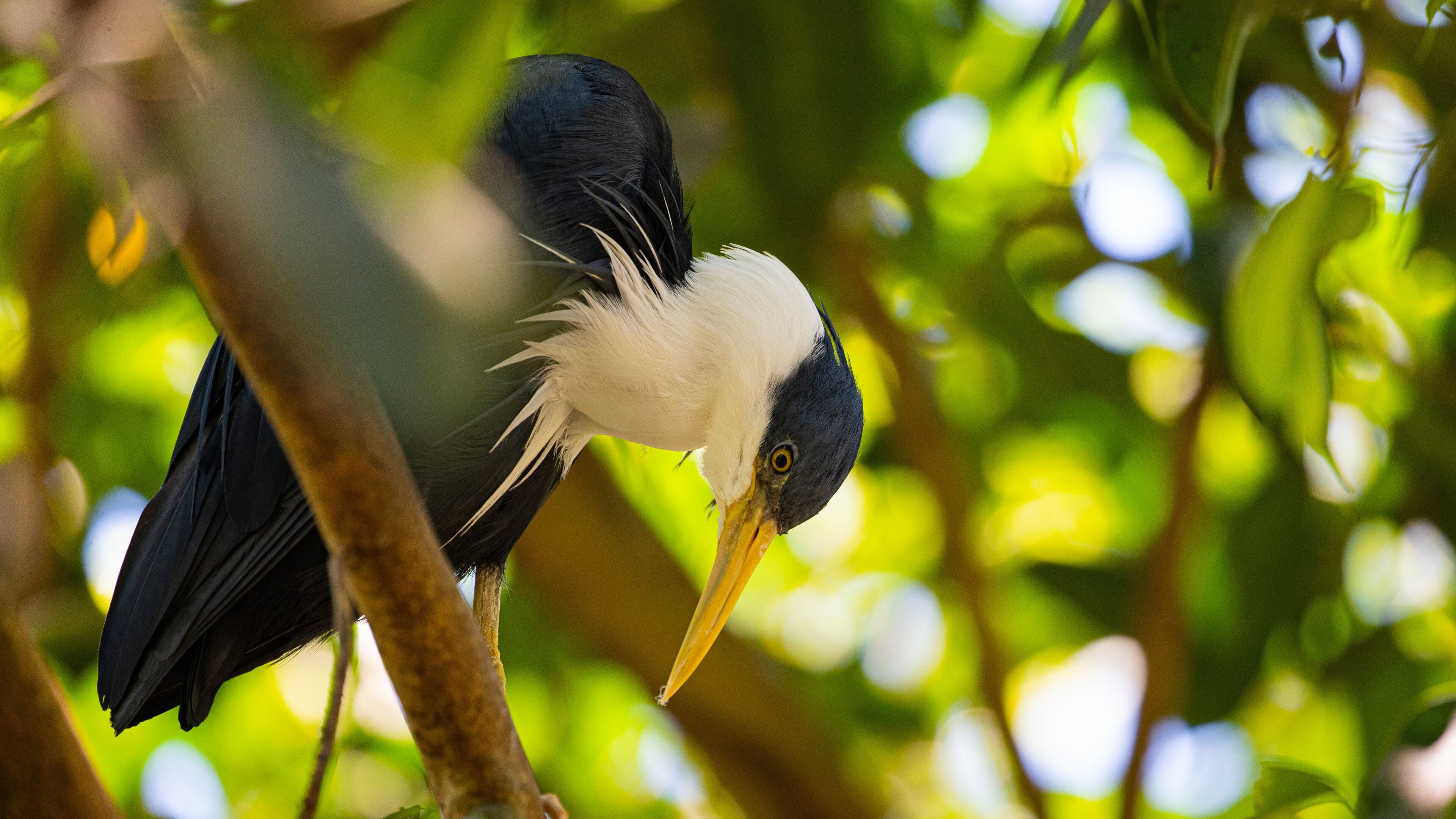 Birdworld Kuranda which includes zoo animals and bird life
