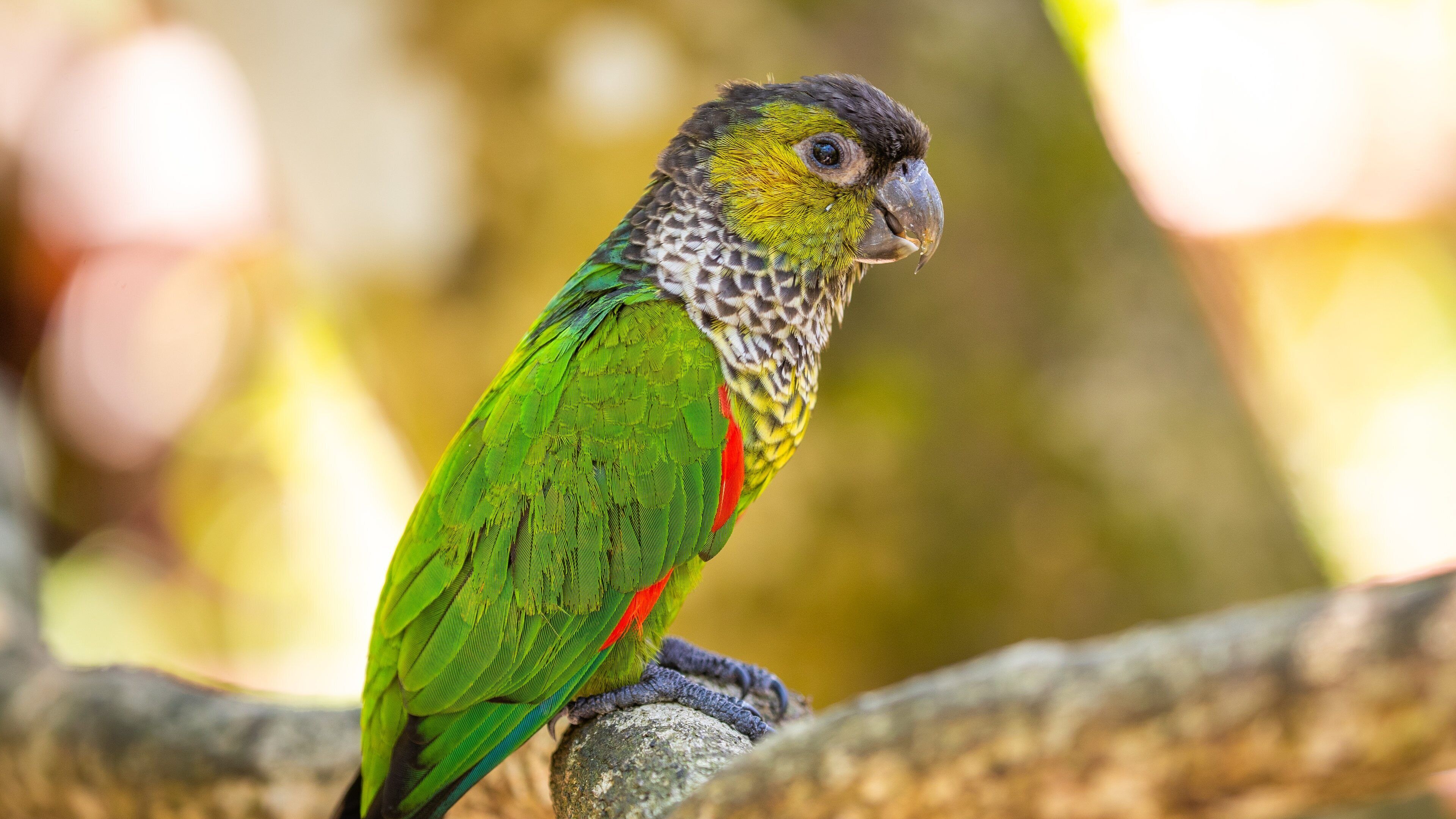 Birdworld Kuranda showing bird life and zoo animals