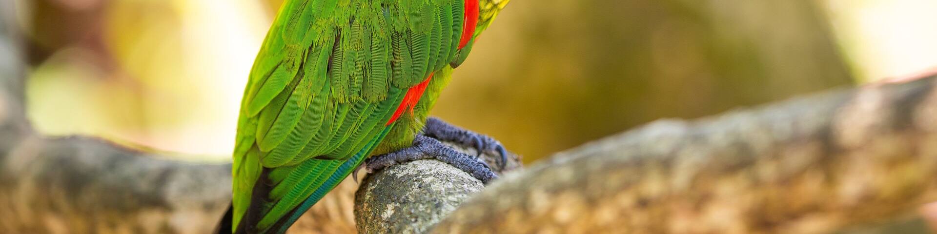 Birdworld Kuranda showing bird life and zoo animals