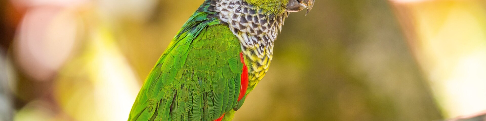 Birdworld Kuranda showing bird life and zoo animals