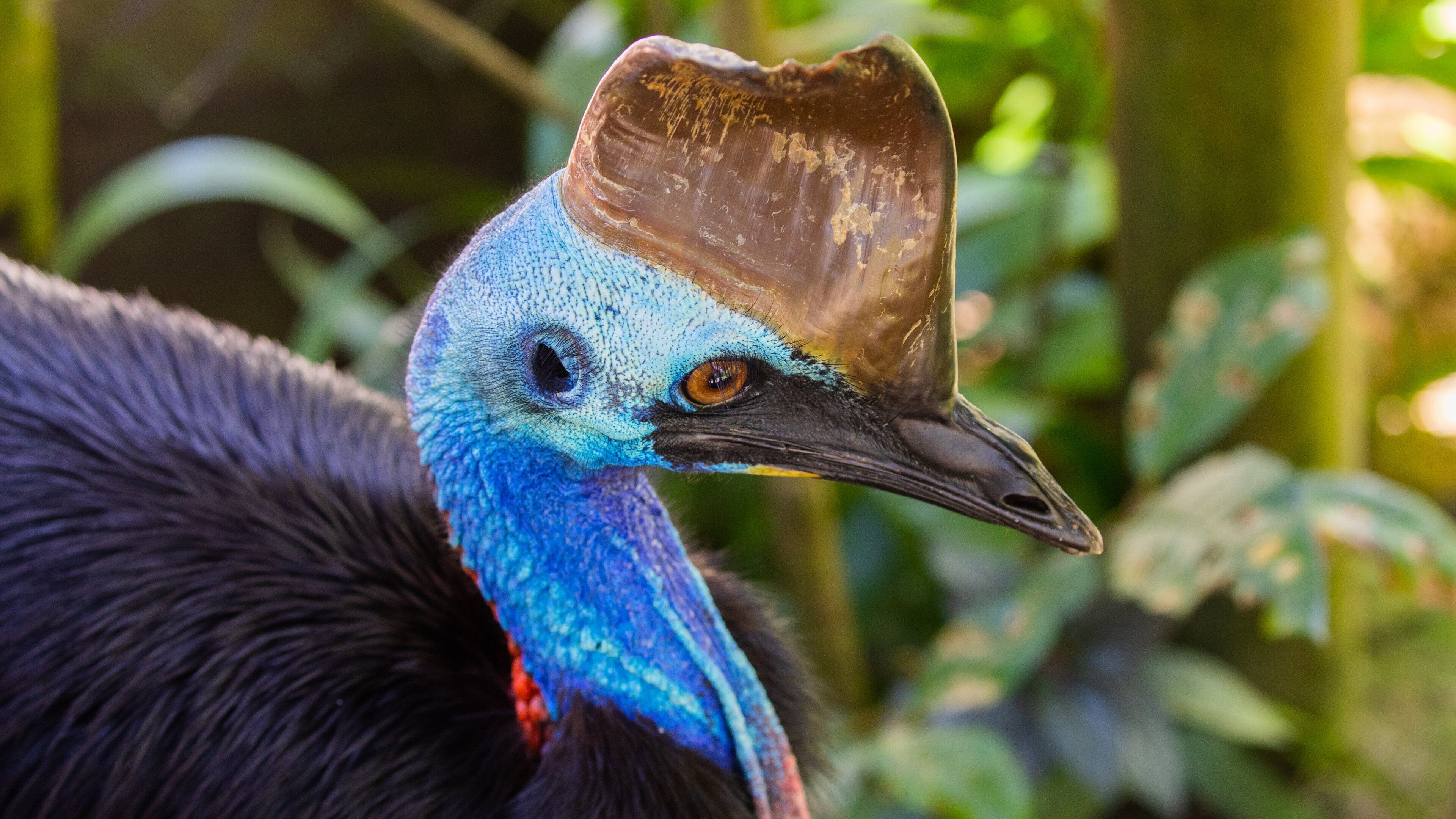 Birdworld Kuranda showing zoo animals and bird life