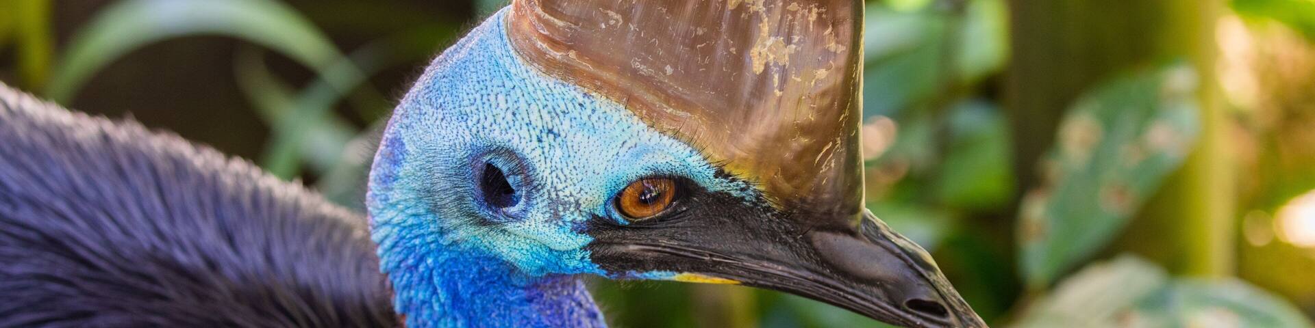 Birdworld Kuranda showing zoo animals and bird life
