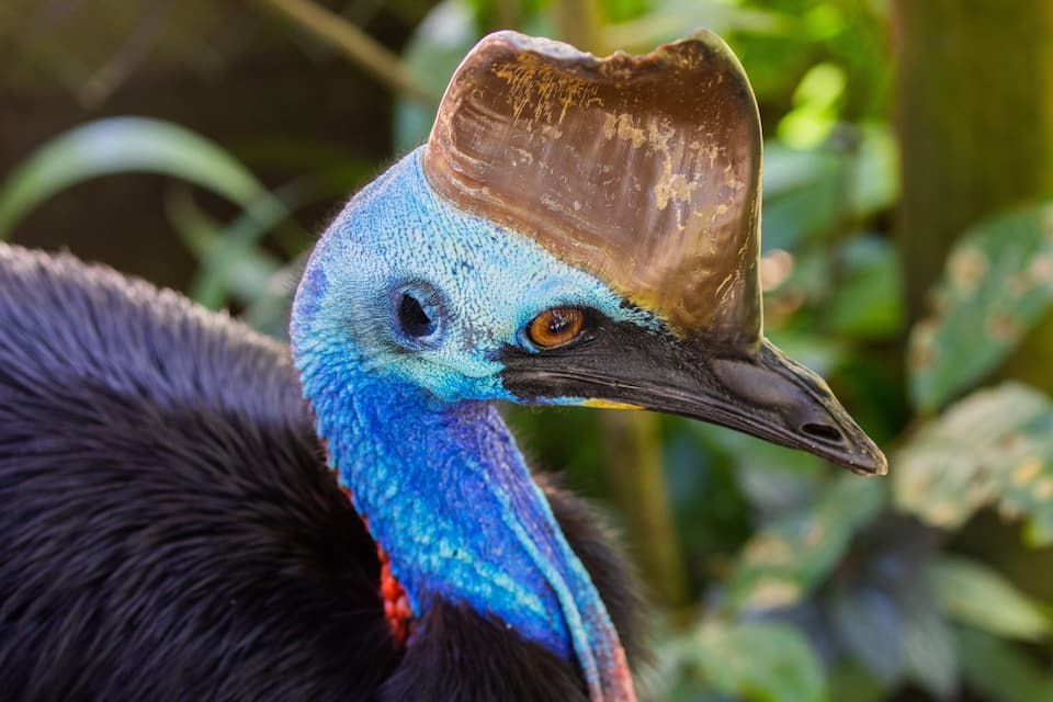 A close-up of a bird with a blue neck and a brown casque on its head.