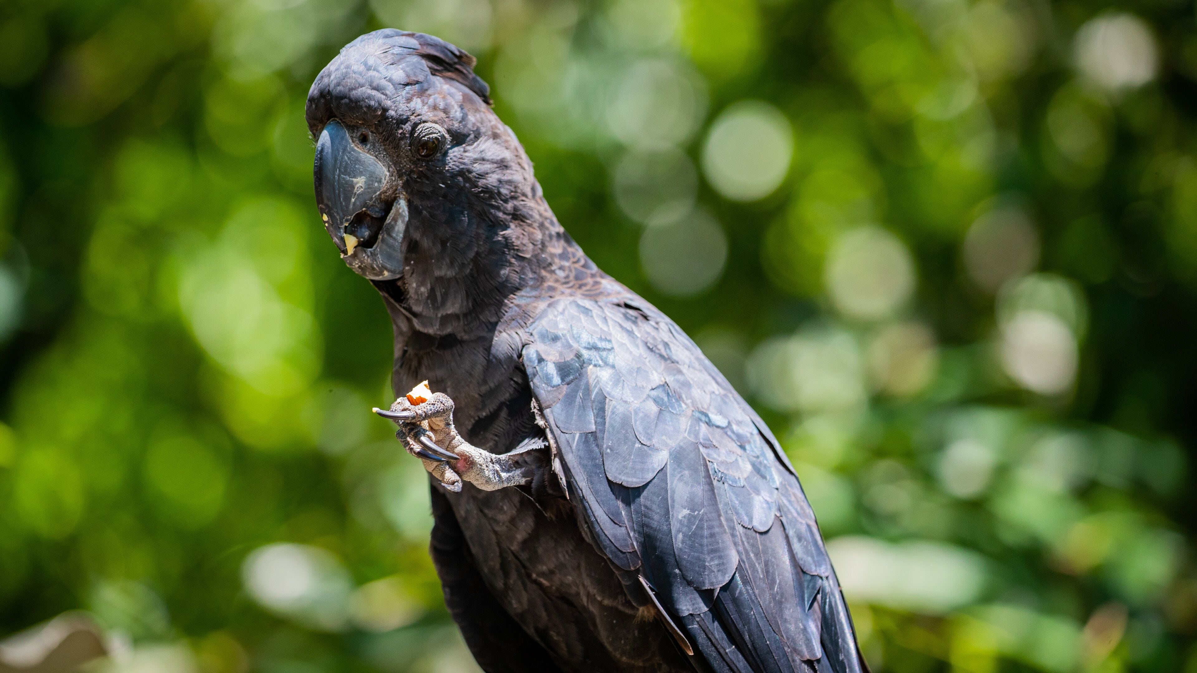 Birdworld Kuranda which includes zoo animals and bird life