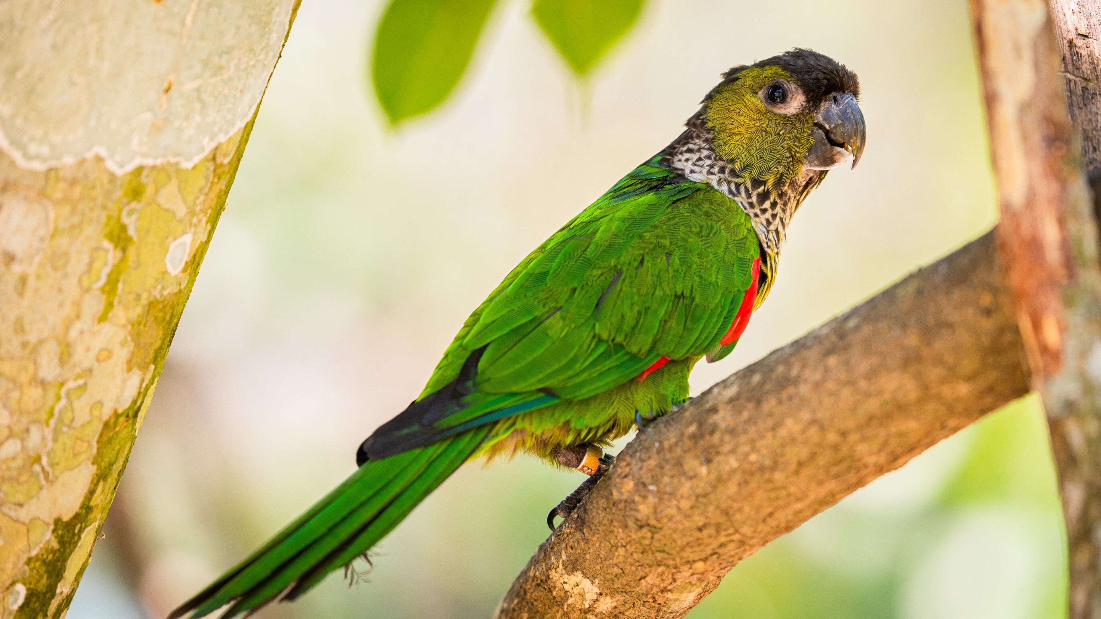 Birdworld Kuranda featuring zoo animals and bird life