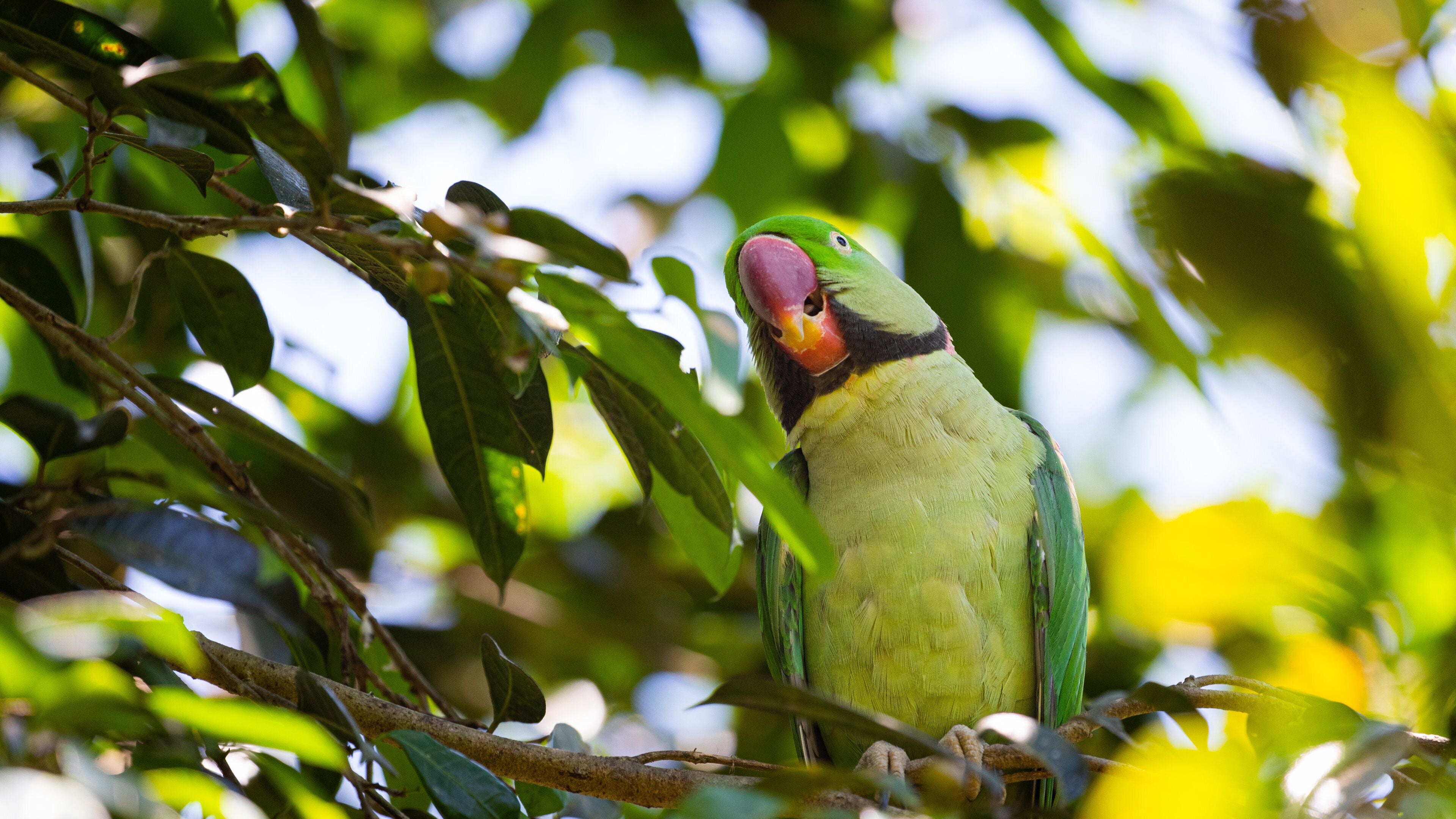 Birdworld Kuranda featuring zoo animals and bird life