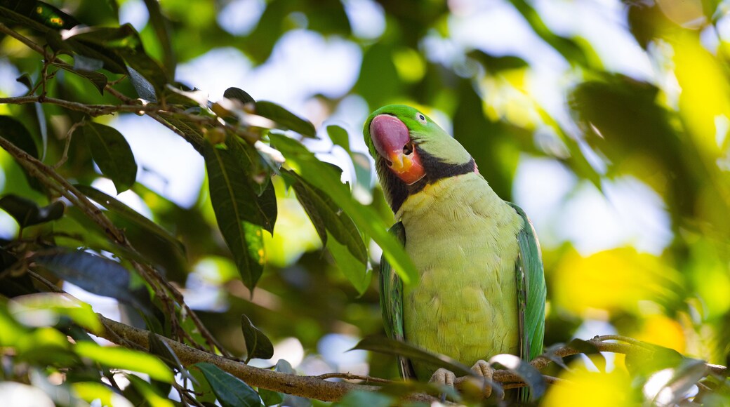 Birdworld Kuranda featuring zoo animals and bird life