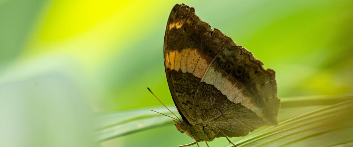 Australian Butterfly Sanctuary which includes marine life