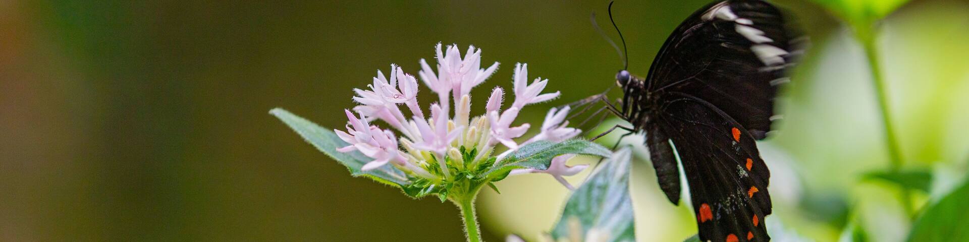 Australian Butterfly Sanctuary featuring animals and wildflowers