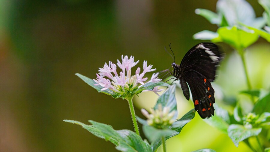 Australian Butterfly Sanctuary featuring animals and wildflowers