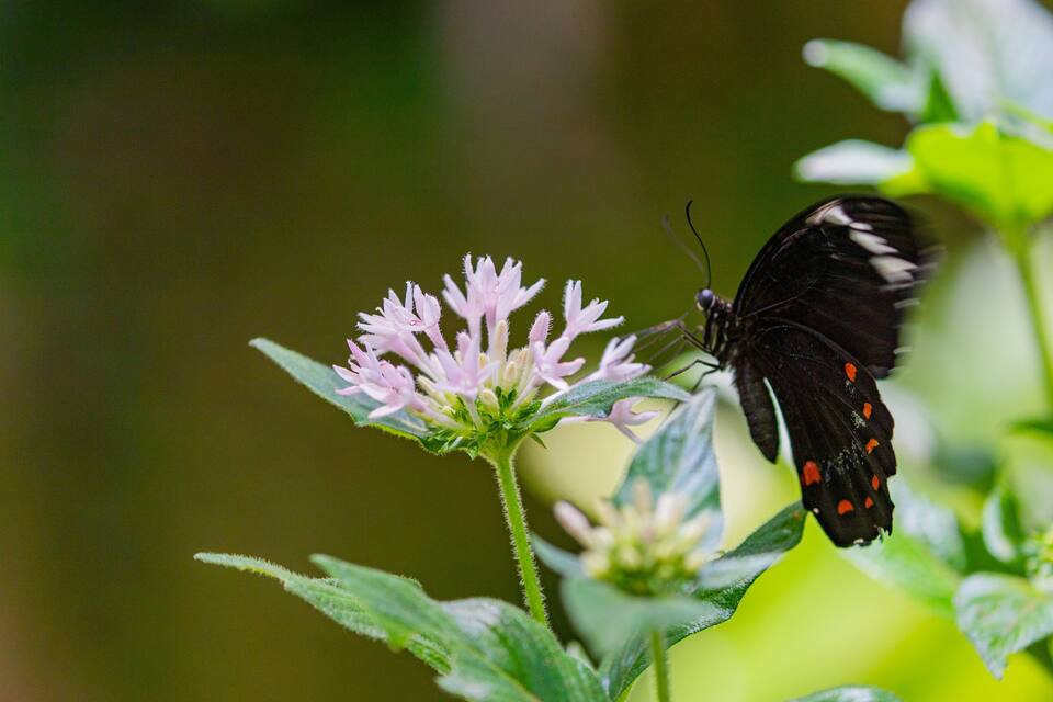 A black butterfly with orange spots on its wings resting on a pink flower.
