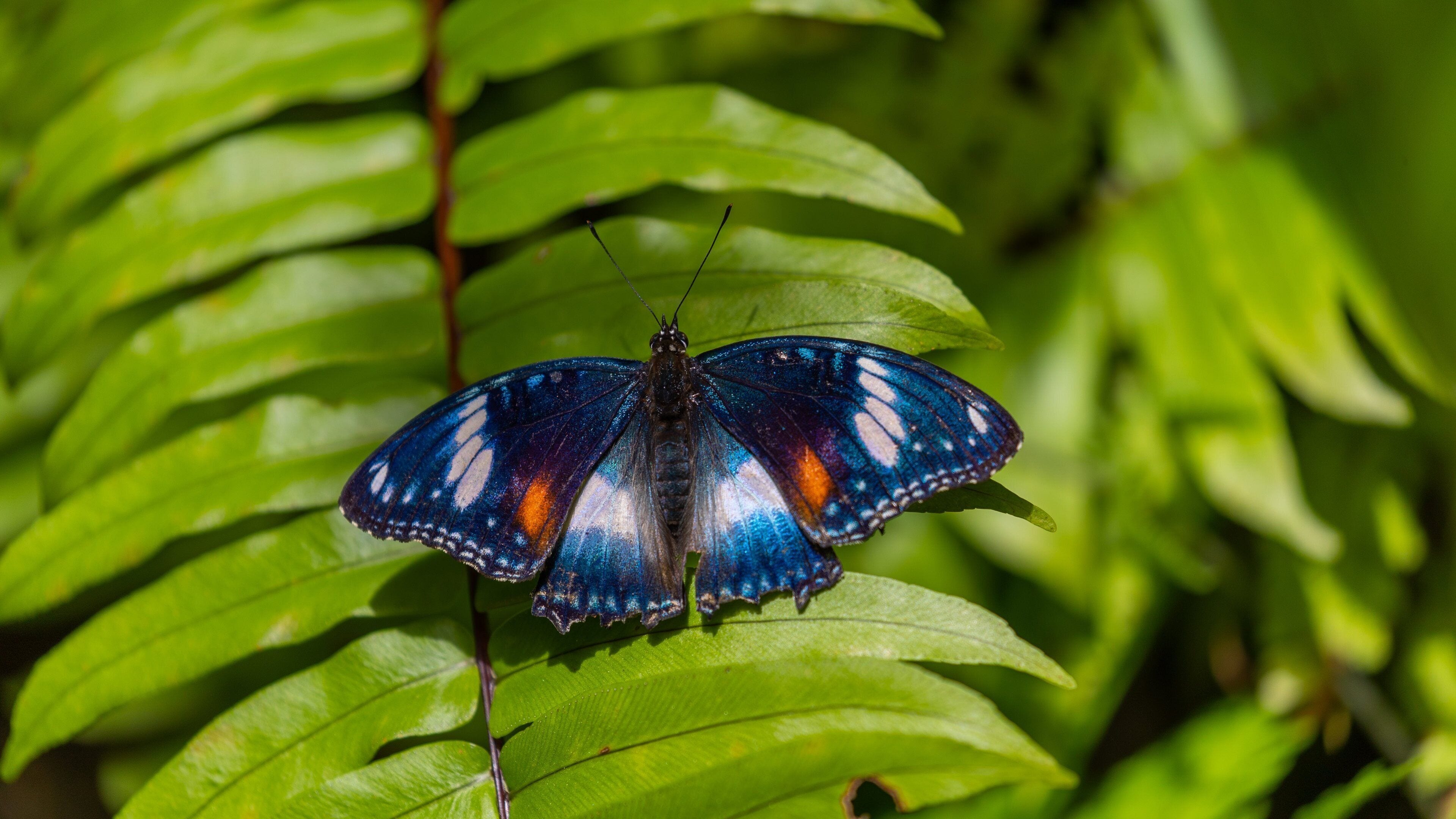 Una mariposa de alas azules y anaranjadas posada sobre hojas verdes.