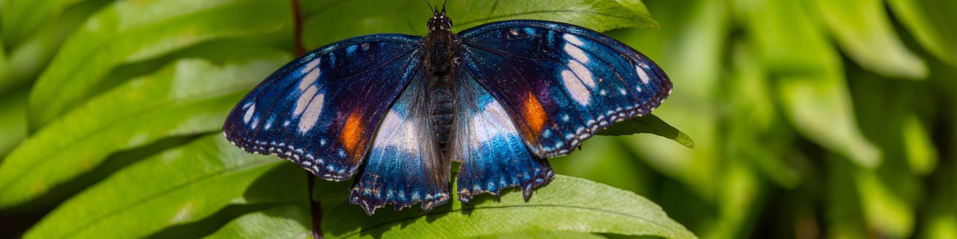 A butterfly with blue and orange wings resting on green leaves.