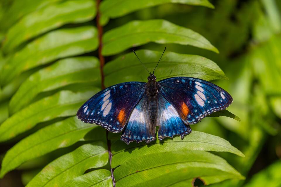 Una mariposa de alas azules y anaranjadas posada sobre hojas verdes.