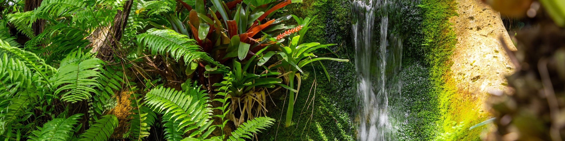 Australian Butterfly Sanctuary which includes a river or creek and a waterfall