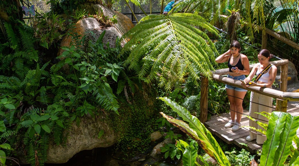 Australian Butterfly Sanctuary featuring forests as well as a couple