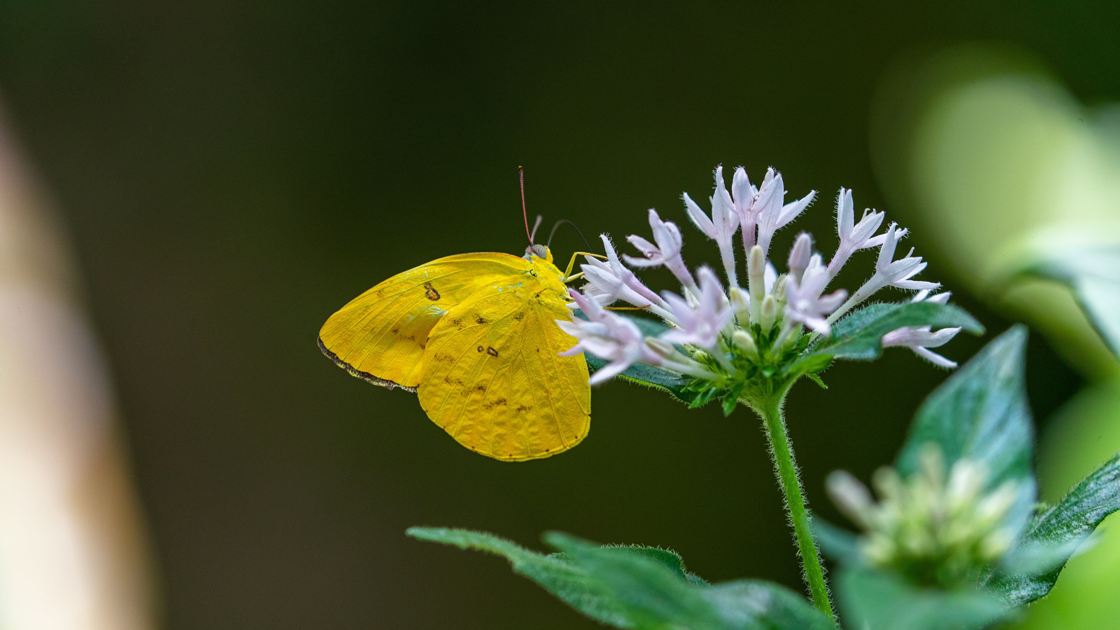 Australian Butterfly Sanctuary showing wildflowers and animals