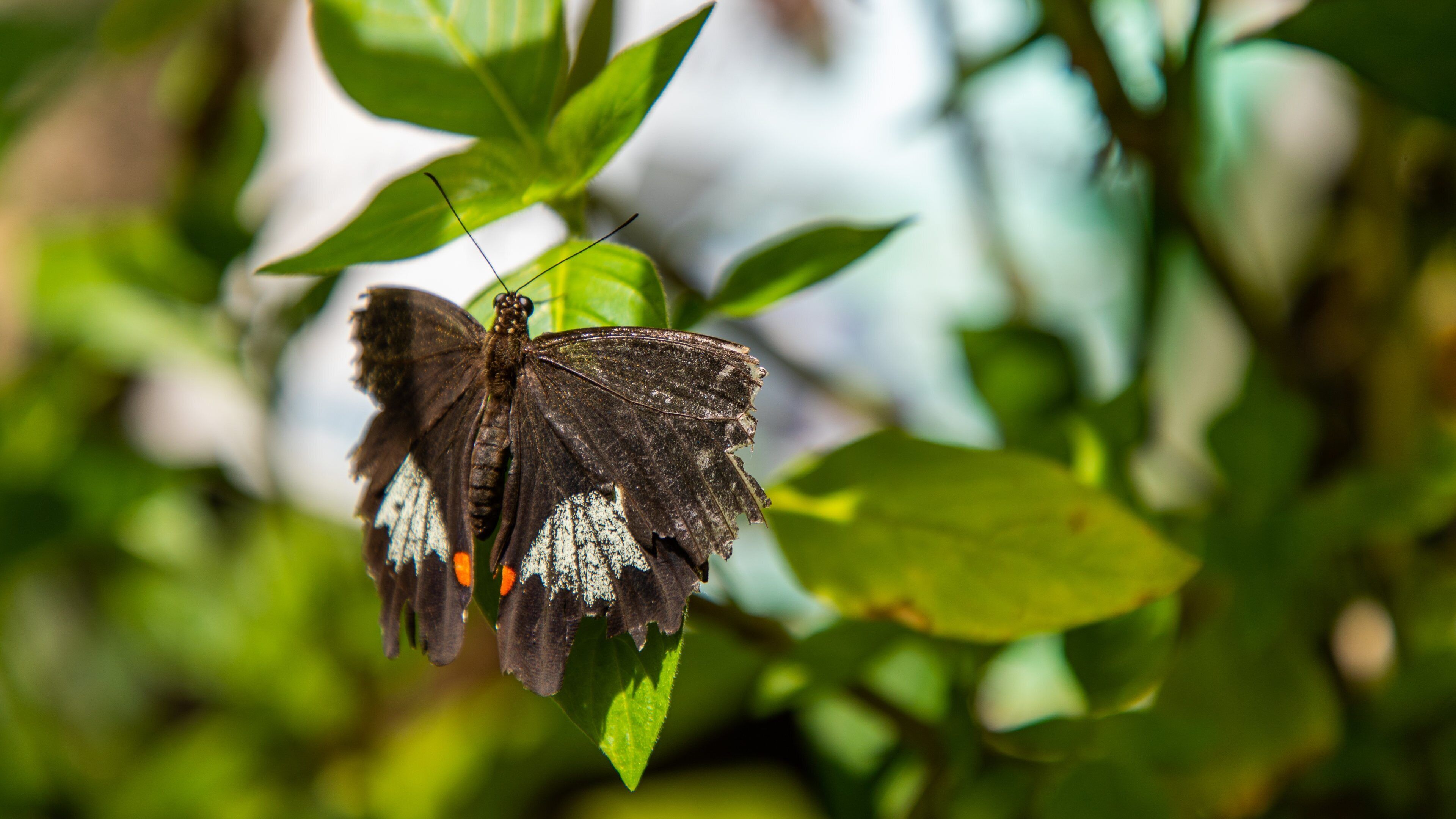 Australian Butterfly Sanctuary which includes animals