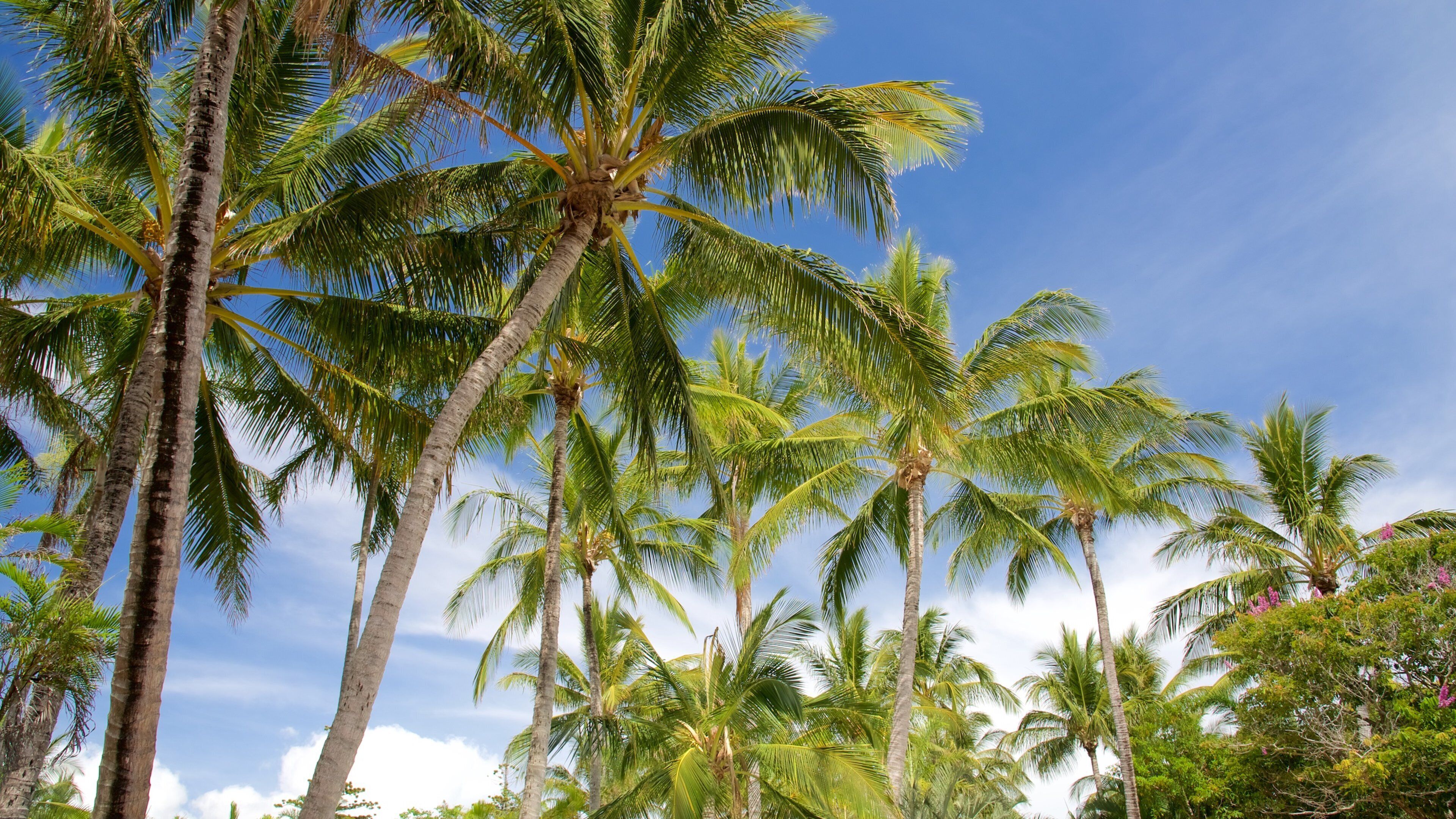 Daydream Island Rejuvenation Day Spa presenterar tropisk natur