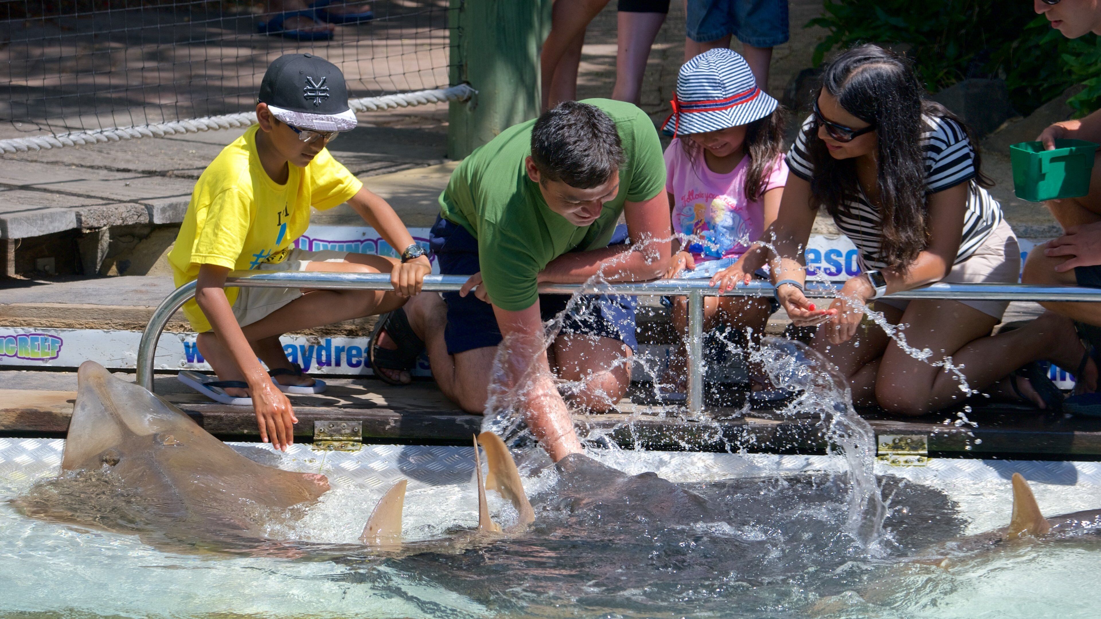 Daydream Island showing zoo animals and marine life as well as a small group of people