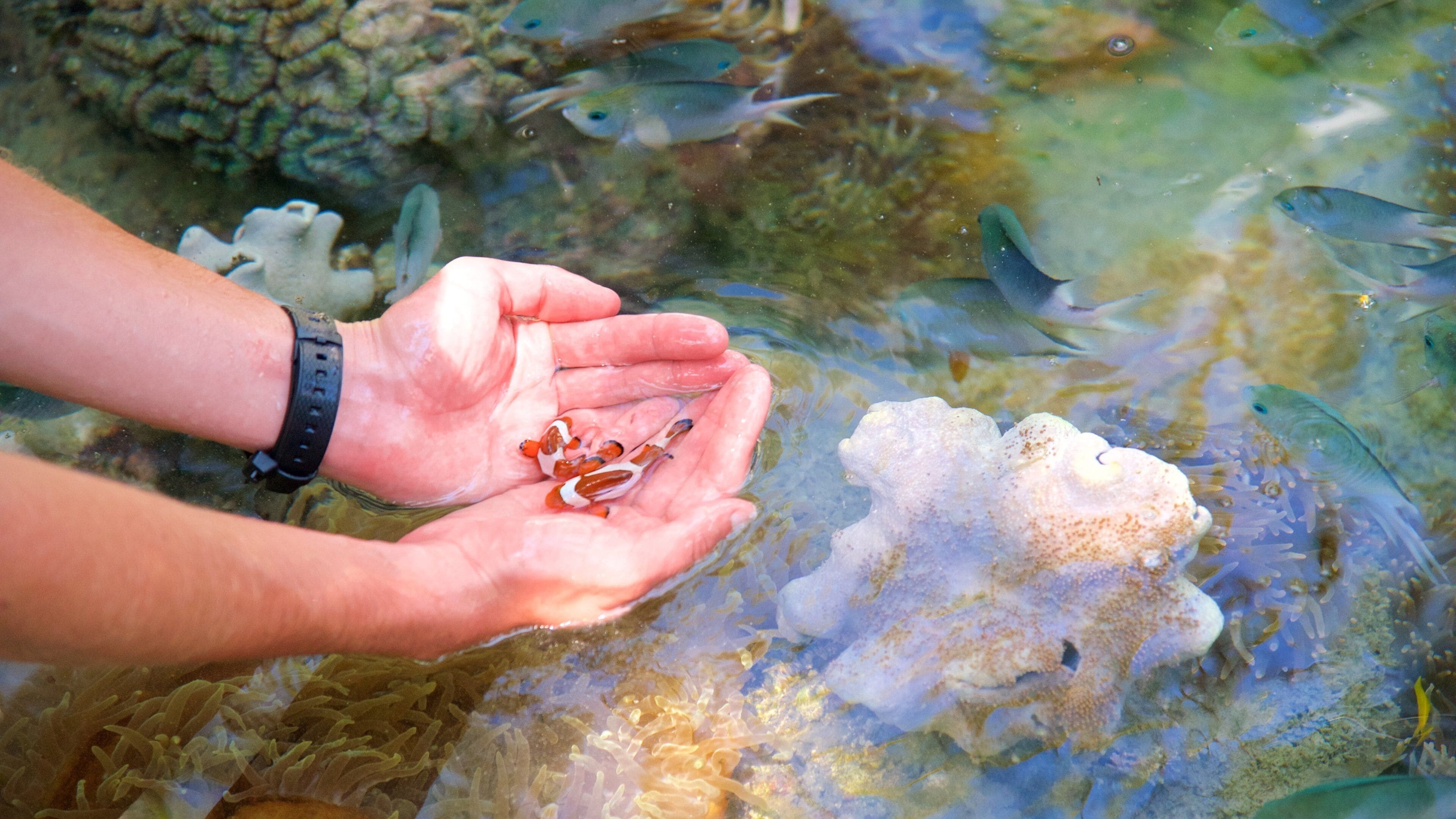 Daydream Island showing marine life and coral as well as an individual male