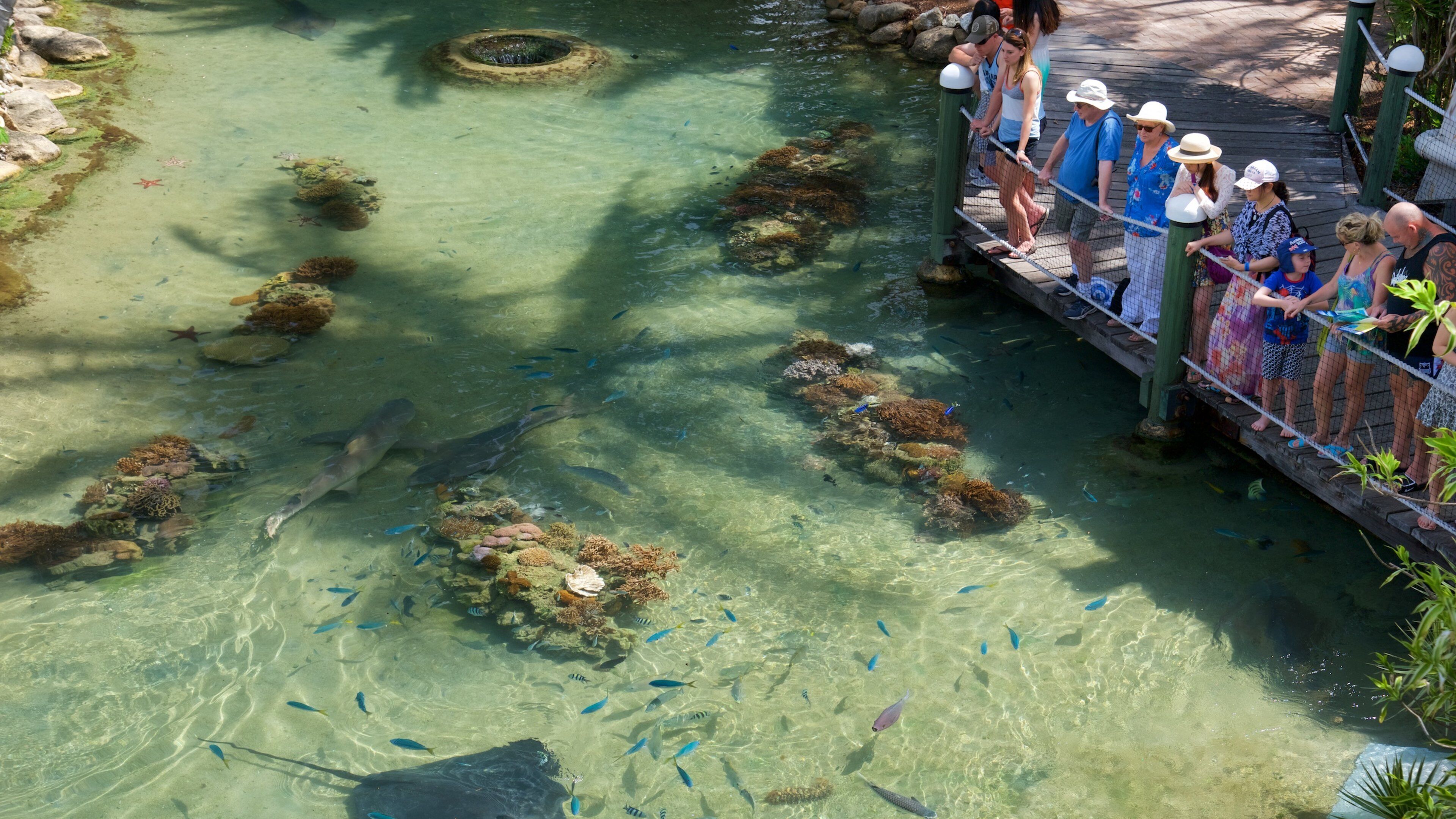 Daydream Island which includes marine life, colorful reefs and zoo animals