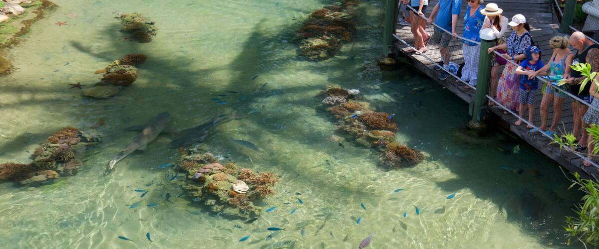 デイドリーム島 フィーチャー 動物園の動物, 海洋生物 と 珊瑚