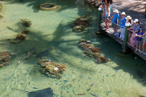 Daydream Island showing marine life, colourful reefs and zoo animals