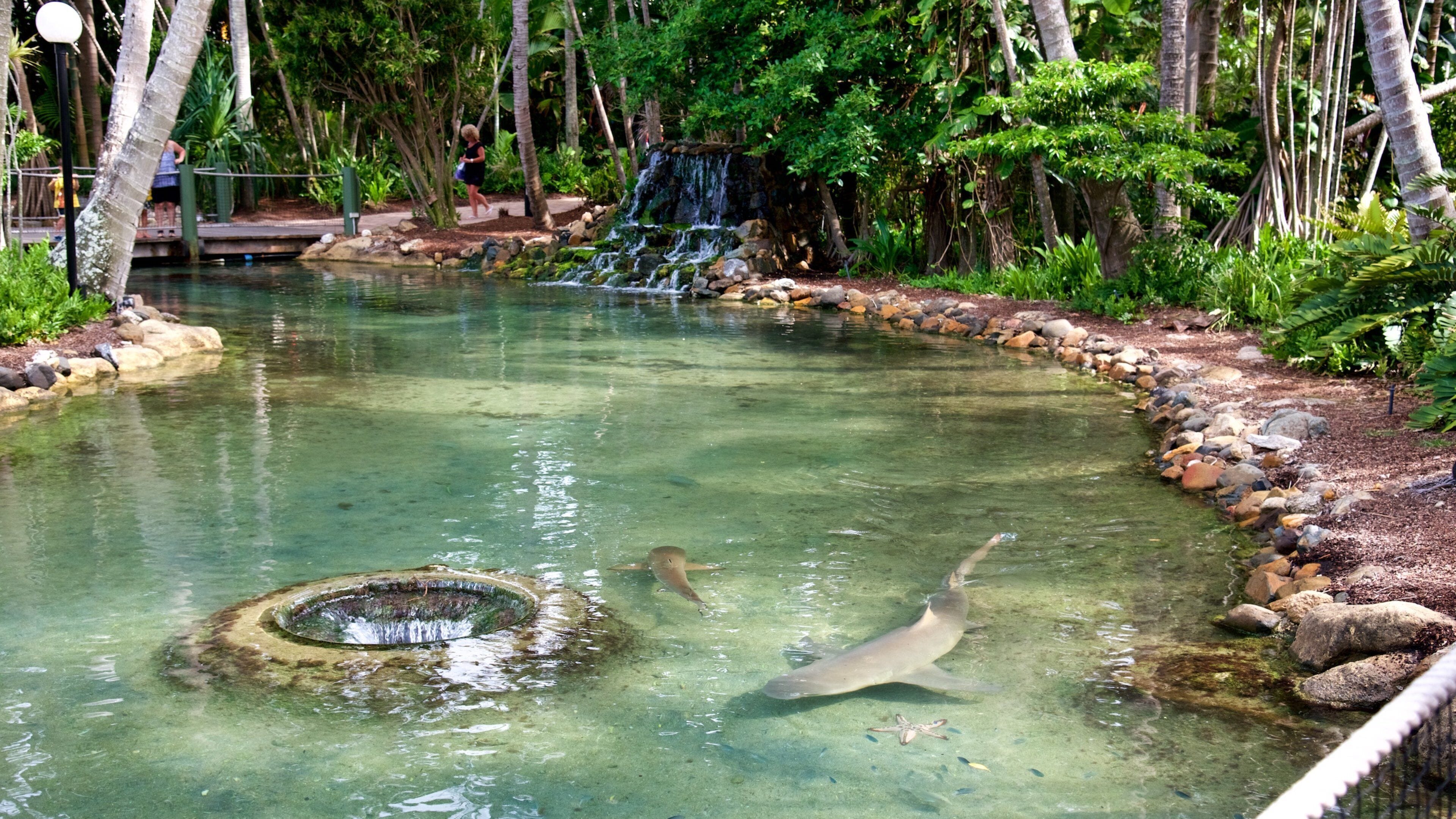 Daydream Island featuring marine life and zoo animals