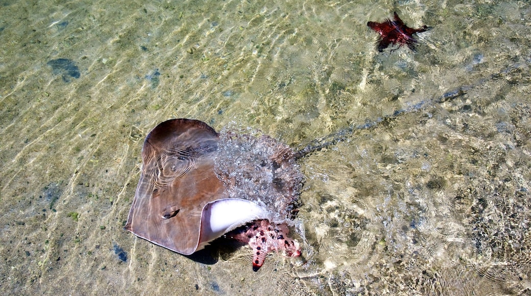 Daydream Island som viser sjøliv