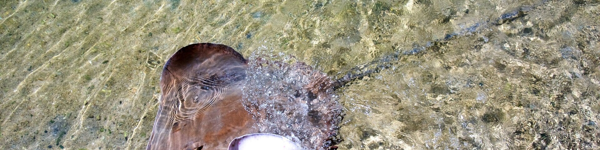 Daydream Island featuring marine life