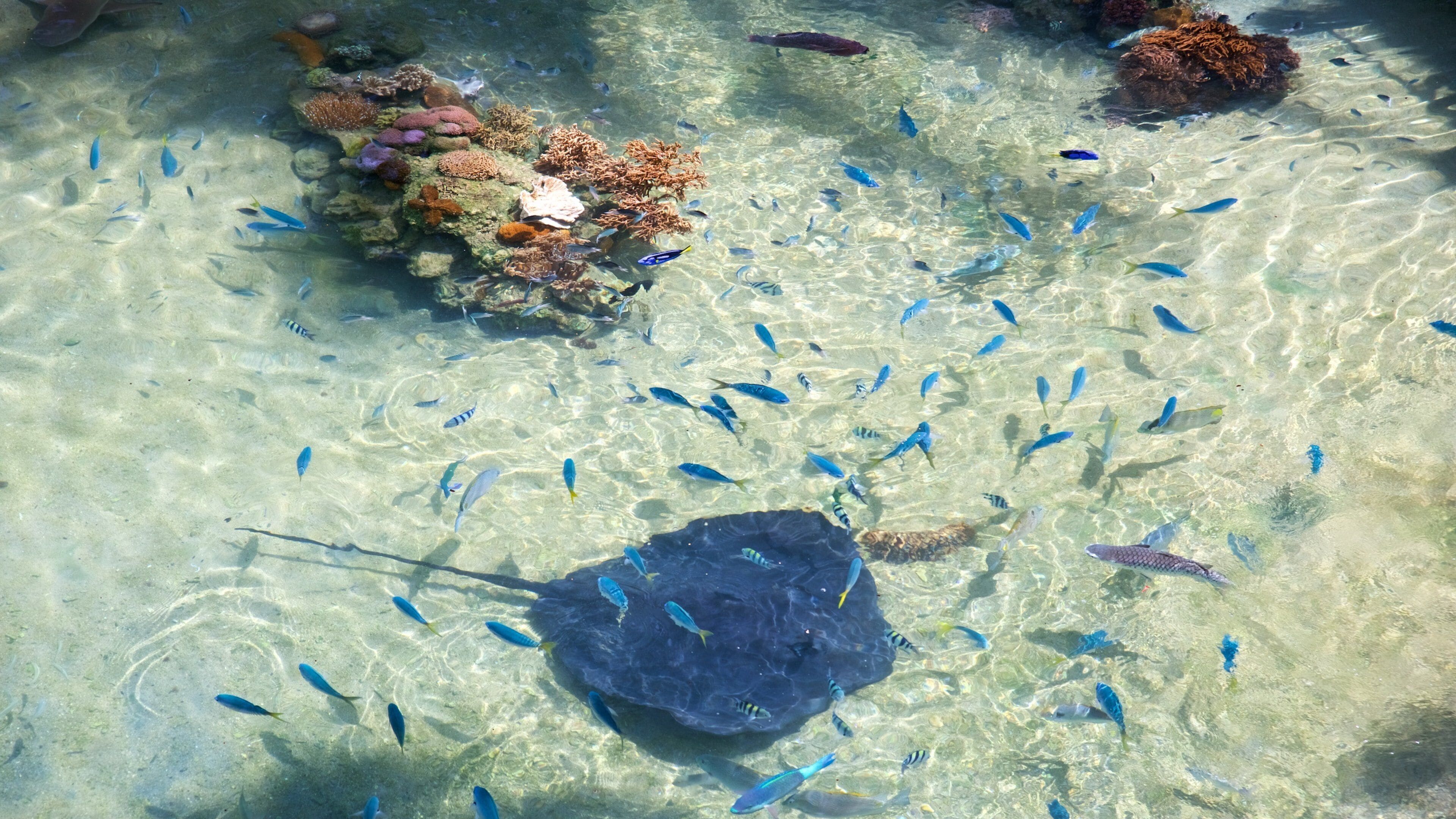 Daydream Island featuring marine life and colorful reefs