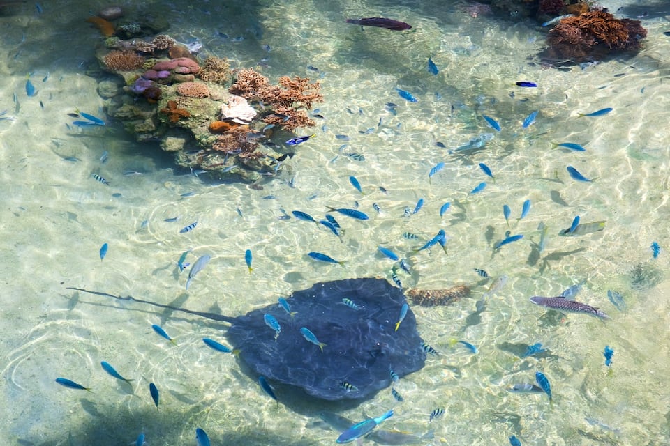 A coral reef with clear water, various fish species, and a large sea turtle.