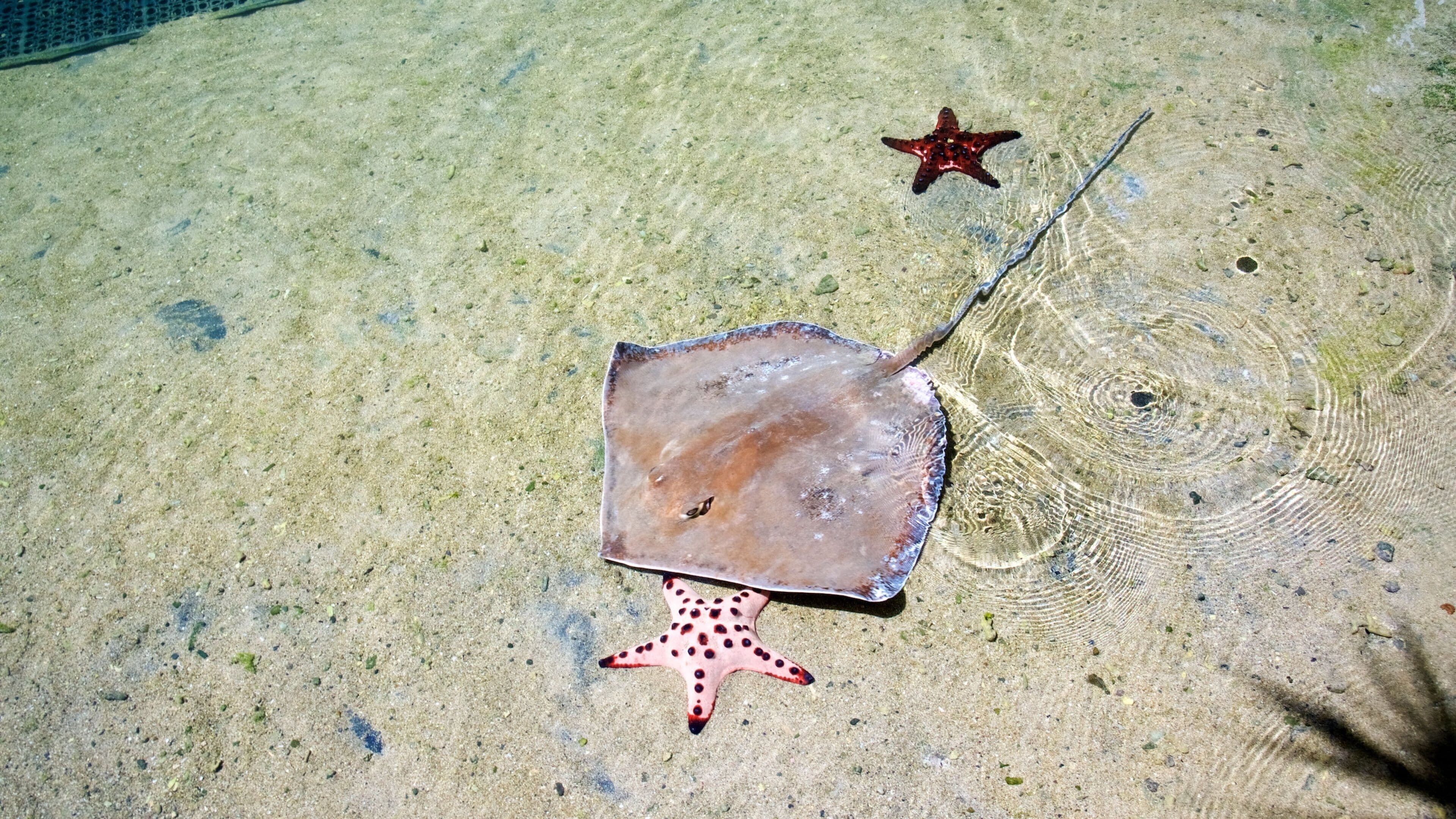 Ile Daydream montrant vie marine