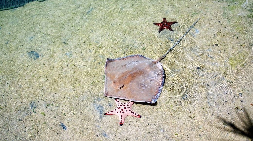 Daydream Island featuring marine life