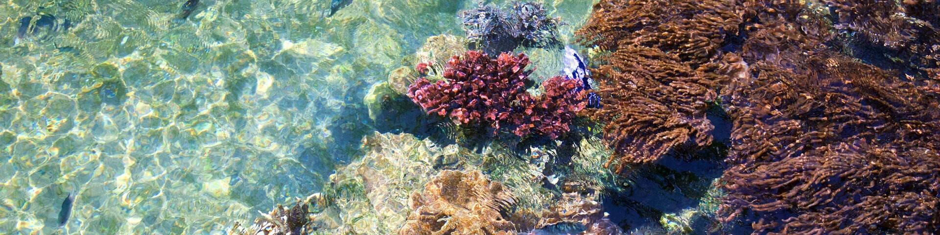 Daydream Island showing marine life and coral