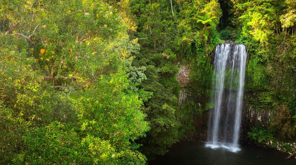 Millaa Millaa Falls featuring a waterfall