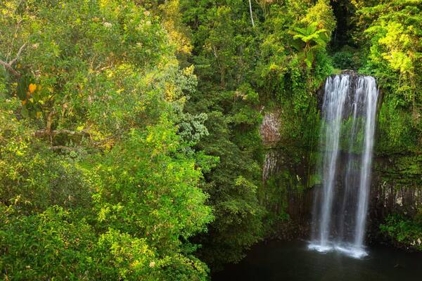 Millaa Millaa Falls featuring a waterfall