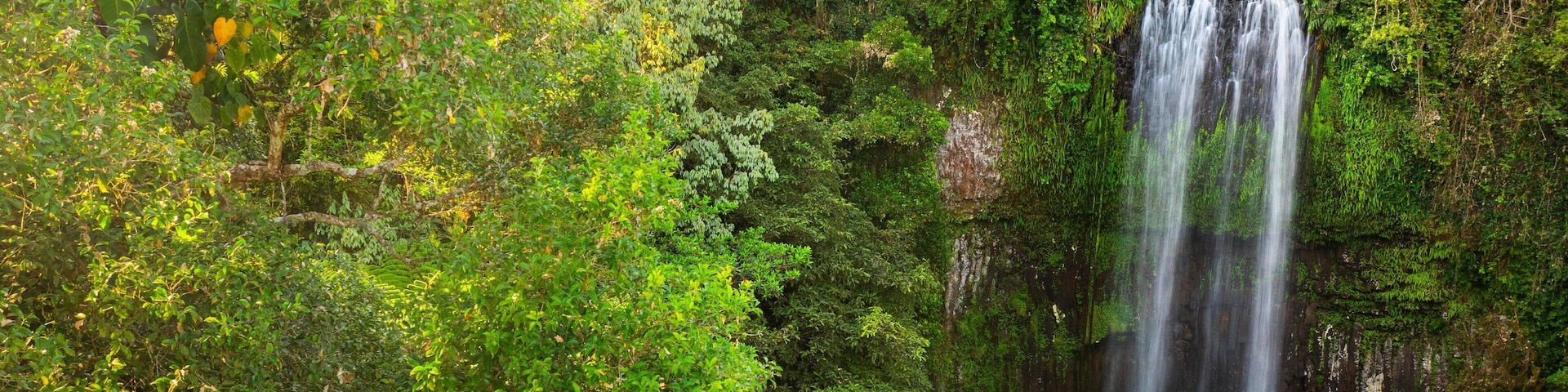 Millaa Millaa Falls featuring a waterfall