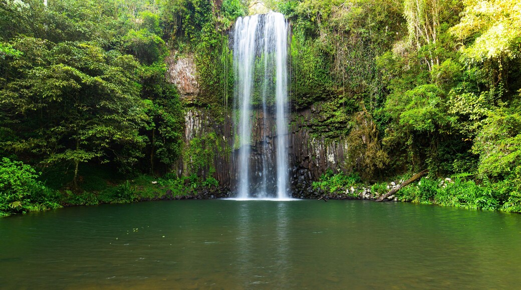 Millaa Millaa Falls which includes a cascade and a lake or waterhole