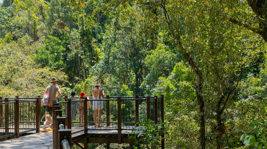 Babinda Boulders showing forests and views as well as a family